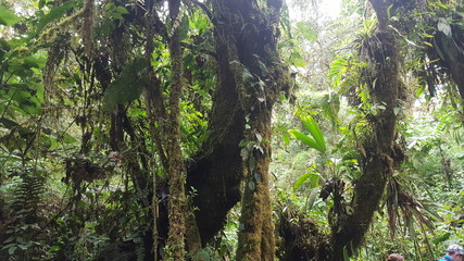 Nebelwald – Ecuador