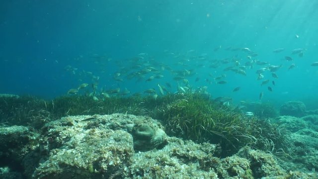 Shoal of fish seabreams Sarpa salpa feeds on seagrass Posidonia oceanica in the Mediterranean sea, underwater scene, Catalonia, Cap de Creus, Costa Brava, Spain, 60fps
