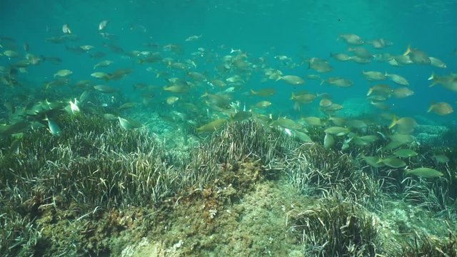 Shoal of fish goldline sea bream Sarpa salpa over a grassy seabed with Posidonia oceanica, Mediterranean sea, underwater scene, Catalonia, Cadaques, Costa Brava, Spain, 60fps
