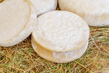 Typical italian cheese head
