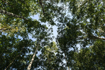 The tops of birch trees in summer forest