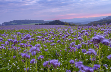 Phacelia flowers field and purple sunset sky background