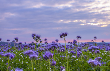 Phacelia flowers field and purple sunset sky background