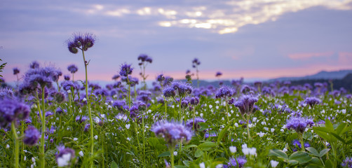 Phacelia flowers field and purple sunset sky background