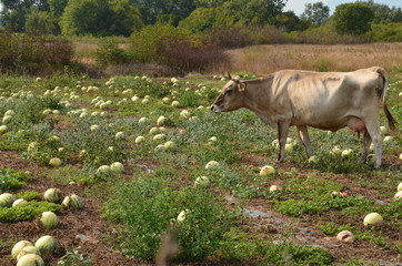 A cow on a watermelon field in Montenegro, 16 July 2015