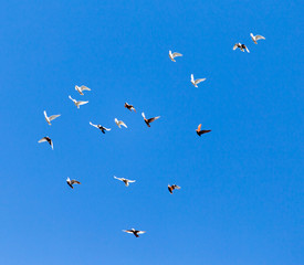 A flock of pigeons on a blue sky