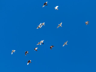 A flock of pigeons on a blue sky