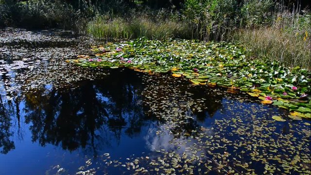 Pond with lilies and leaves of water lilies. Dragonflies fly over the water. Autumn in the forest. Autumn landscape in Switzerland.