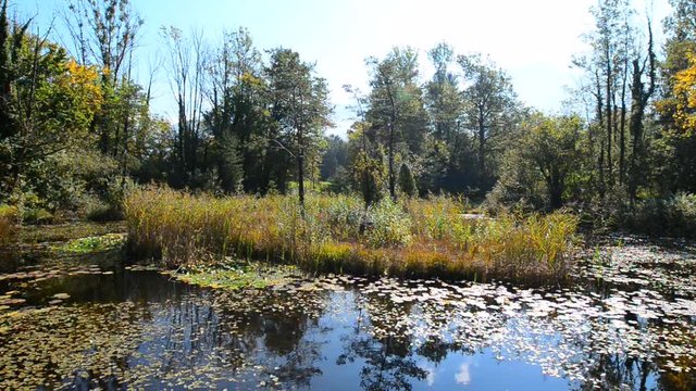 Pond with lilies and leaves of water lilies. Dragonflies fly over the water. Autumn in the forest. Autumn landscape in Switzerland.