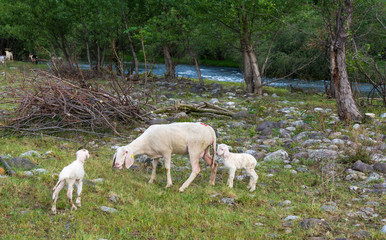 Obraz na płótnie Canvas sheep and lambs grazes in the meadow