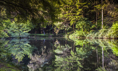 Forest lake  wildlife nature calm landscape scenery