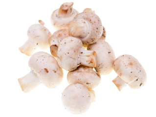 Mushrooms champignons on a white background