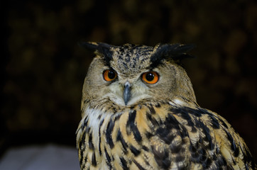 The owl has yellow eyes and a white torso with brown spots.