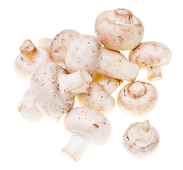 Mushrooms champignons on a white background