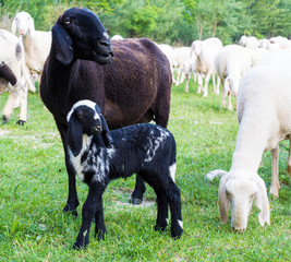 A Black goat and kid grazes in the meadow