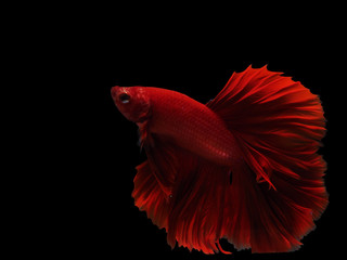 Thai red fighting fish is swiming up on black isolate