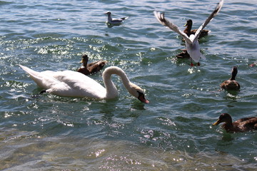 Fototapeta premium Schwan am Boodensee