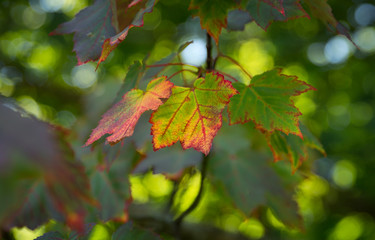 Fototapeta na wymiar Herbstanfang im Wald