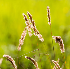 ears of grass on autumn in nature