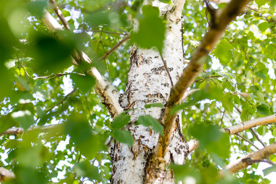 branches of birch with white bark in nature