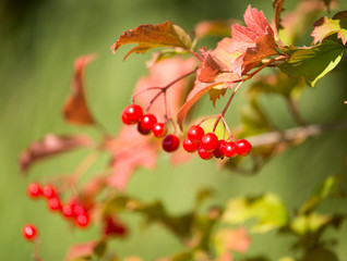 red viburnum berries on a tree branch