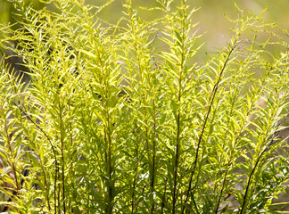 ears of grass on autumn in nature