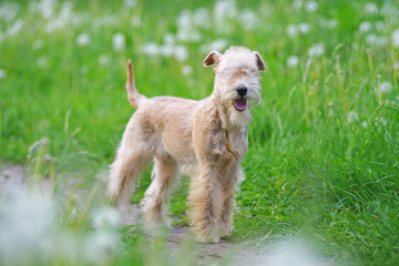 Red Lakeland Terrier dog staying outdoors in a green grass with white dandelions