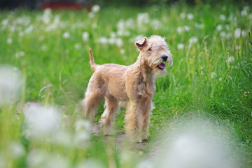Red Lakeland Terrier dog staying outdoors in a green grass with white dandelions