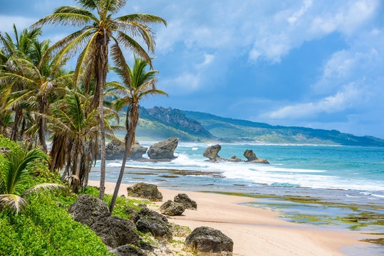 Rock formation on the beach of Bathsheba, East coast of  island Barbados, Caribbean Islands - travel destination for vacation
