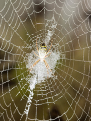 the spider sits on a wet web