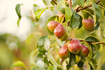 ripening pears on a tree