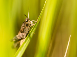 Grasshopper in green grass on nature