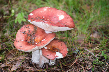 Red mushrooms on ground.