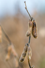 Closeup of ripe soy pods on stalk ready for harvest. Agriculture crop.