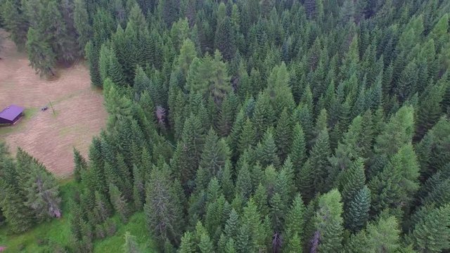 Hut and Mountain Pine Trees.
