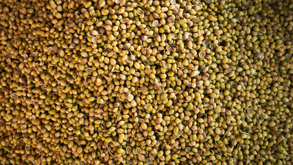 coriander seeds
