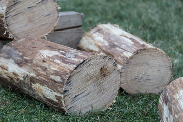 woodcutter village festival, logs of cut trees