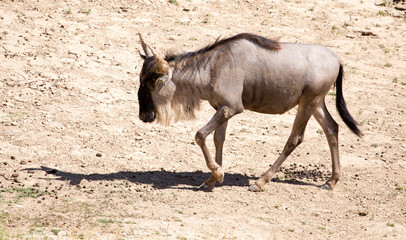 Wildebeest in the park