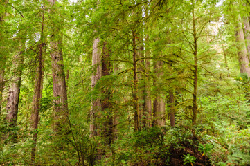Fototapeta premium Redwood National Forest