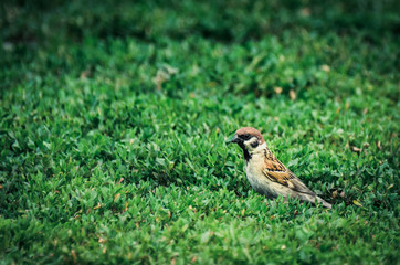 A Mountain Sparrow looking for insects prey in grass