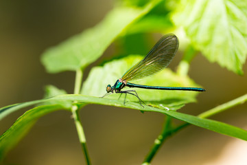 dragonfly in the park in nature