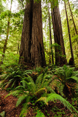 Redwood National Forest
