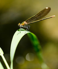 dragonfly in the park in nature