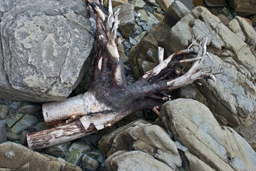 A rustic tree stuck in the rocks