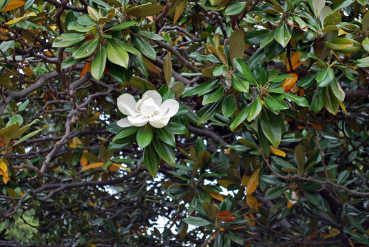 A branch with a white blooming flower of ficus macrophylla, also known as fig tree