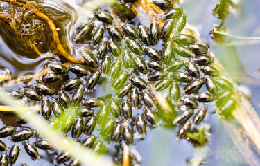 small bugs on the surface of the water