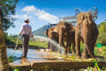 Obraz premium the farm of elephants not far from Dalat