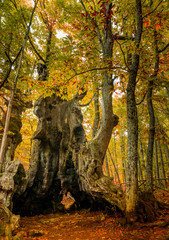 First colors of autumn on chestnut trees