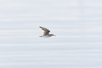 キアシシギ飛翔(Grey-tailed Tattler)