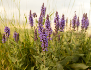 beautiful landscape with purple flowers in nature